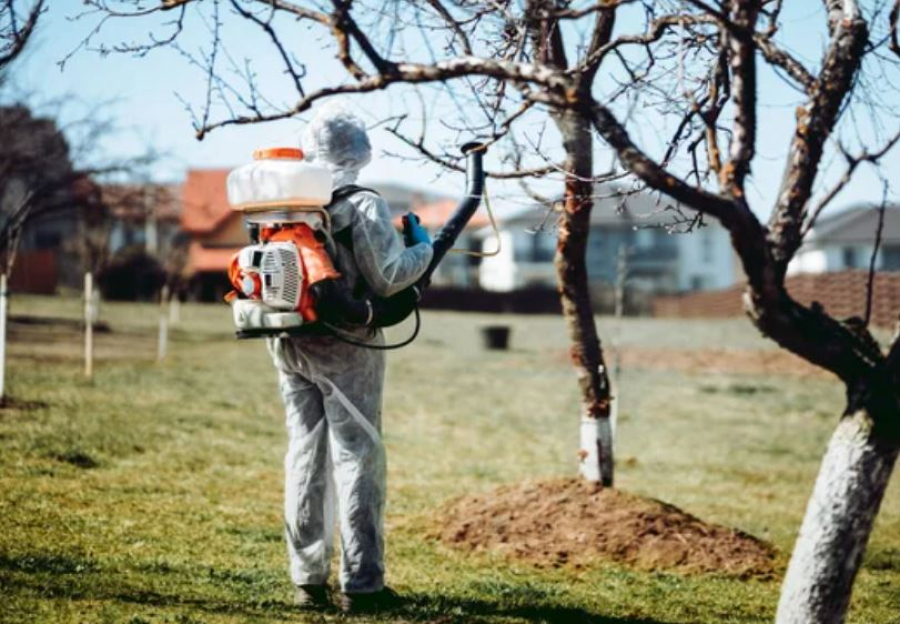 Зелёные насаждения Алматы обработают от вредителей