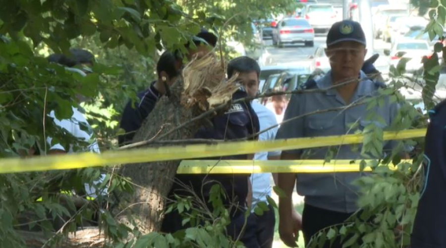 Женщина погибла от упавшей ветки в Алматы