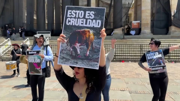 Зоозащитники требуют запретить проведение боев с быками