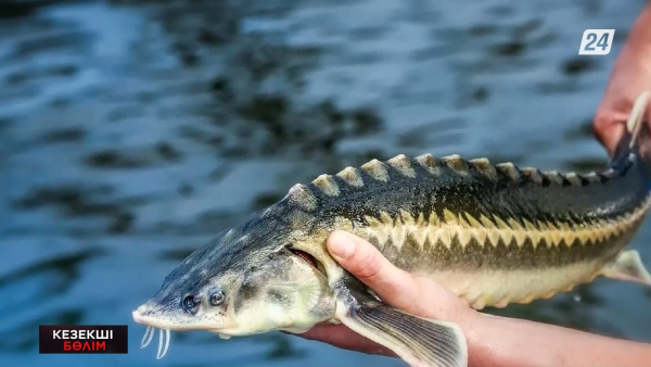 Оралдық зейнеткер сирек кезедесетін балықты заңсыз сақтаған | Кезекші бөлім