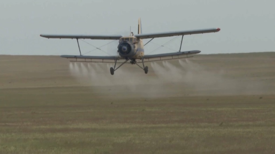 От саранчи обрабатывают сельхозугодья Туркестанской области