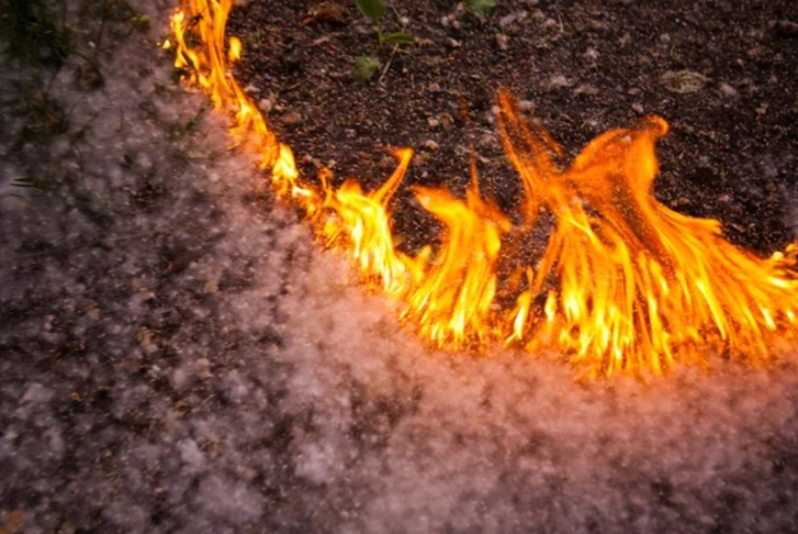 МЧС Казахстана предупреждает об опасности тополиного пуха