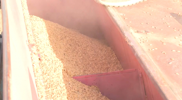 Балқаш ауданында күріш егу науқаны басталды