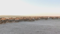 Поголовье скота растет в Кызылординской области