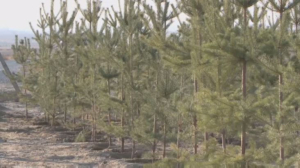 170 млн деревьев посадят в Туркестанской области