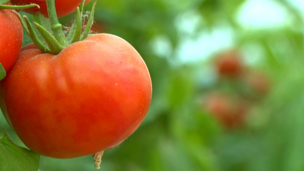 575 проектов реализуют по программе «Ауыл аманаты» в Кызылординской области