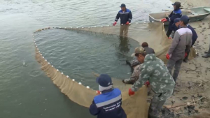 Қызылорда облысында 15 млн-нан астам шабақ суға жіберіледі