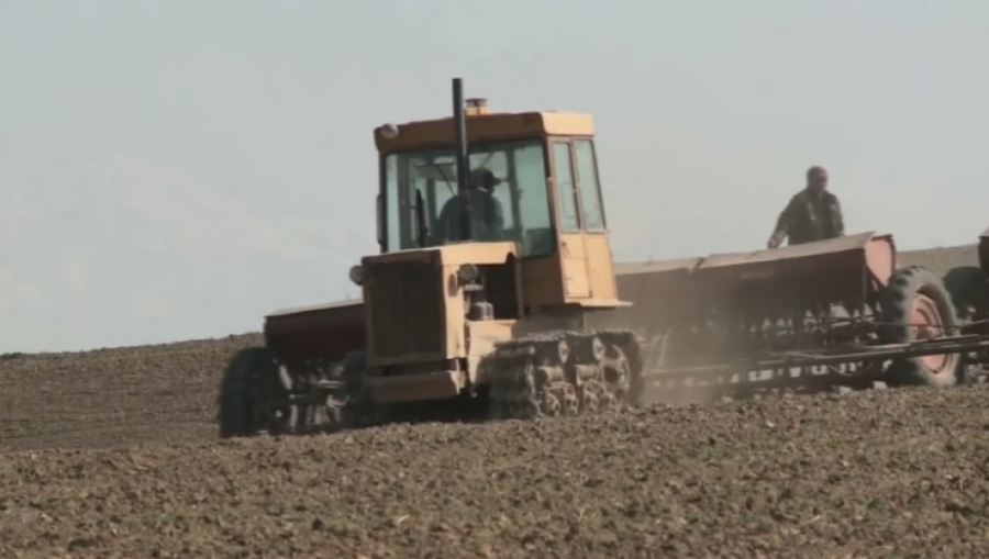 Посевные площади под сафлор расширяют в Туркестанской области