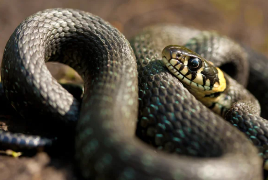 Змея заползла в игровой автомат продуктового магазина в Конаеве