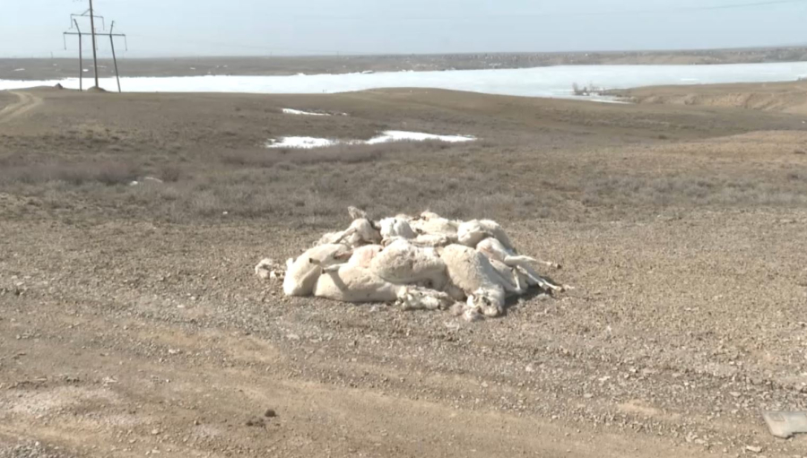 Киік неден қырылды?