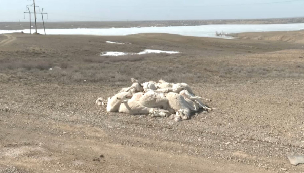 Киік неден қырылды?