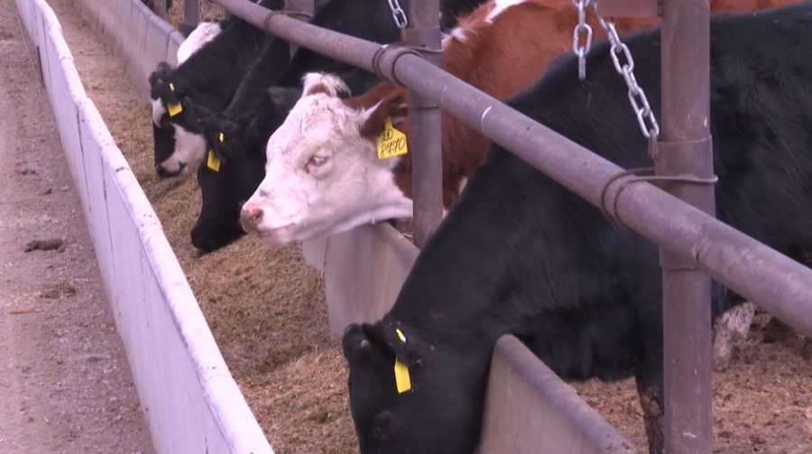 Казахстан увеличил экспорт переработанной сельхозпродукции