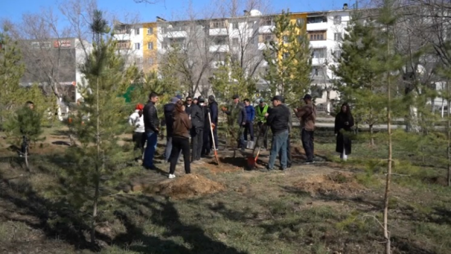 «Таза Қазақстан»: 27 тысяч деревьев высадят в Улытау