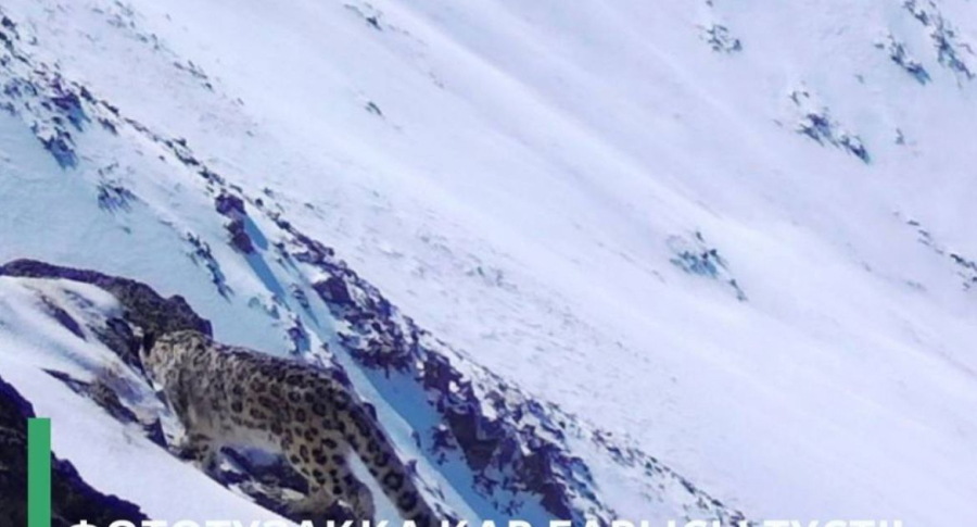 Қар барысы фототұзаққа түсті