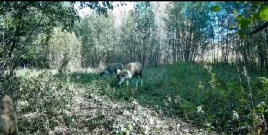 Архары попали в объектив фотоловушки в нацпарке «Буйратау»