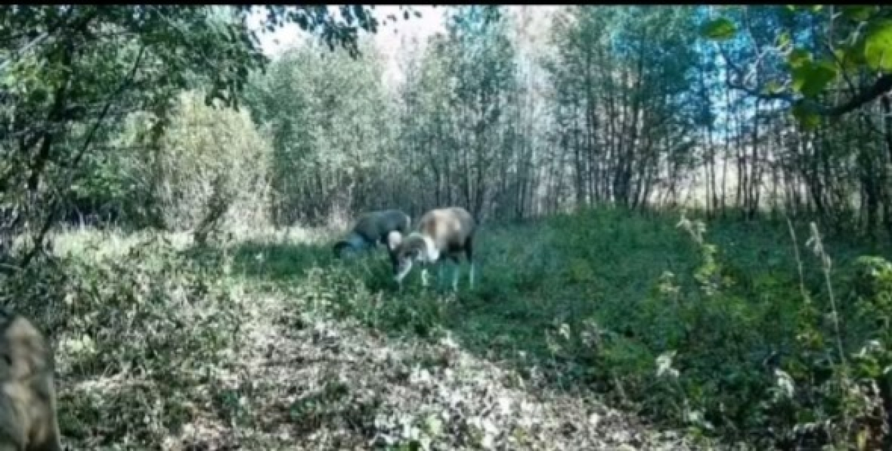 Архары попали в объектив фотоловушки в нацпарке «Буйратау»