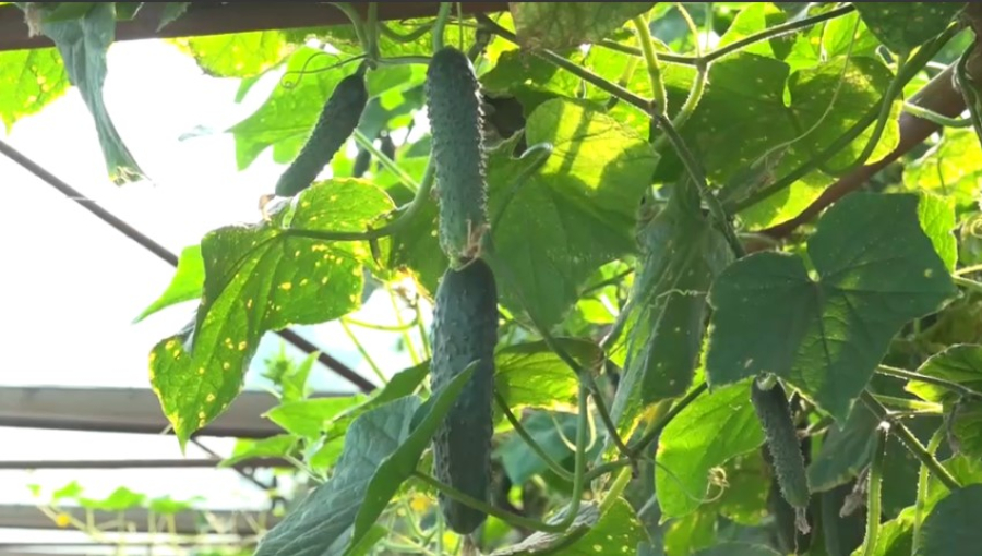 Атырау облысында жаңа жылыжай іске қосылады