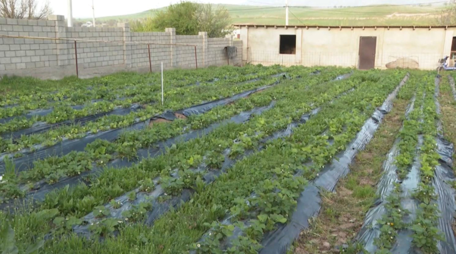 Жители села в Туркестанской области массово выращивают клубнику