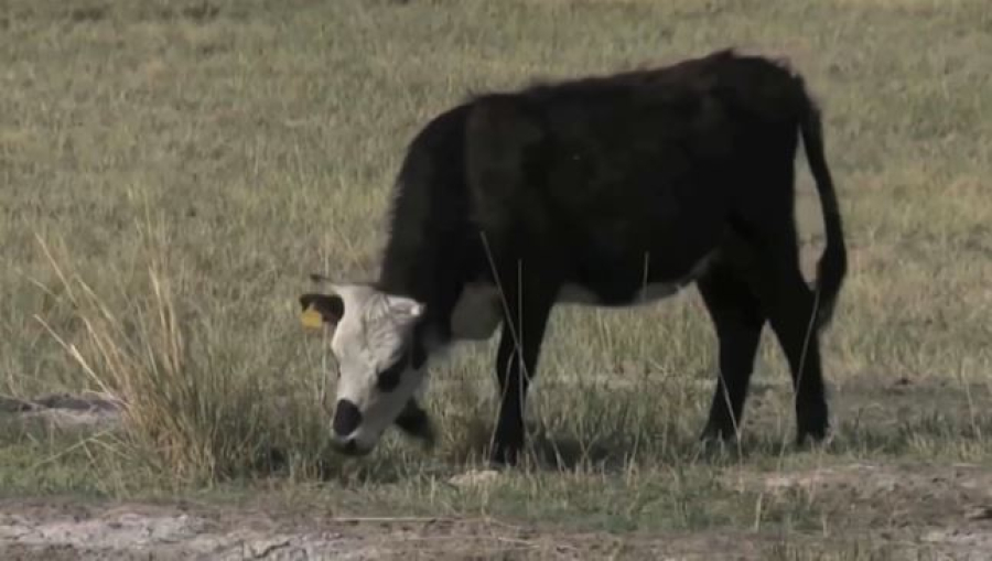 Случаи заражения бруцеллёзом зарегистрировали в трёх районах ВКО