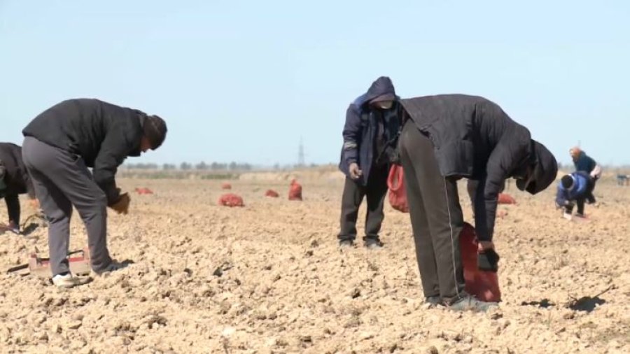 90% посевов Атырауской области перевели на водосберегающие технологии