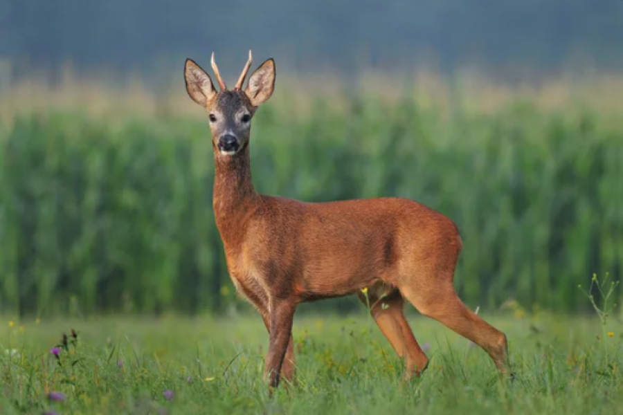 Браконьеров с тушами косуль задержали в Карагандинской области