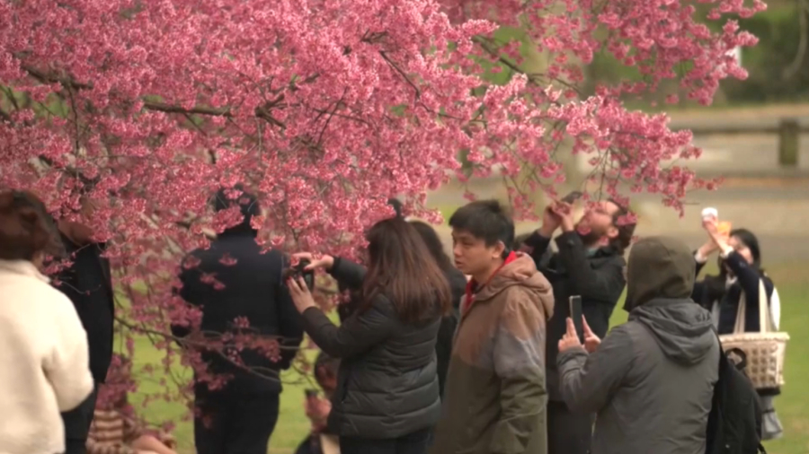 ВОЗ: свыше 20% населения мира страдают от аллергии