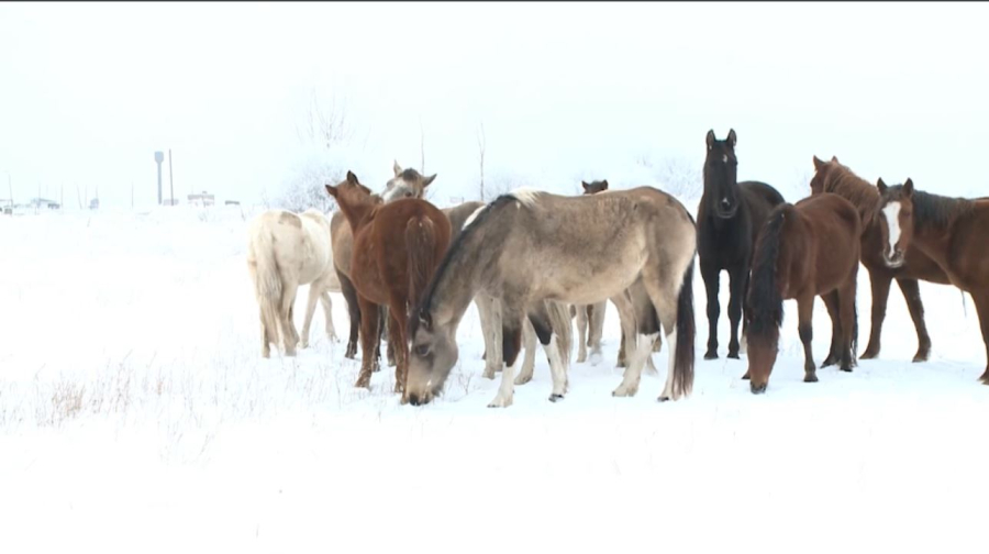 Скотокрадов задержали во время забоя табуна