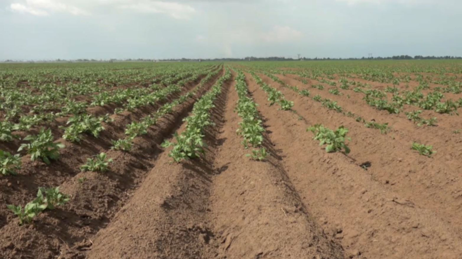 Көктемгі егіске 6100 ауыл шаруашылығы өндірушісі жеңілдетілген қаржы алды