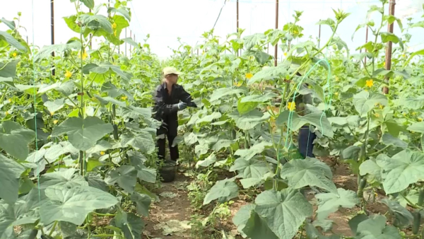 «Ауыл аманаты»: 93 жылыжай салынды