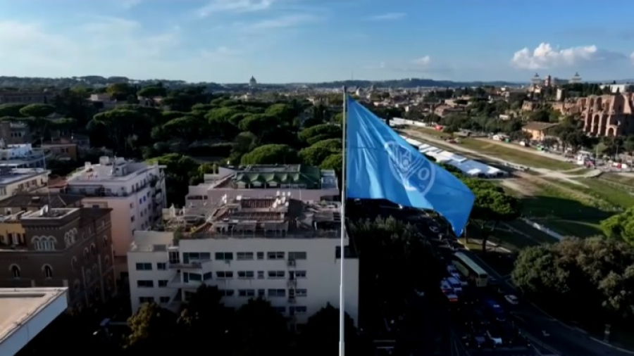 FAO: мясо и молочные продукты стали дешевле