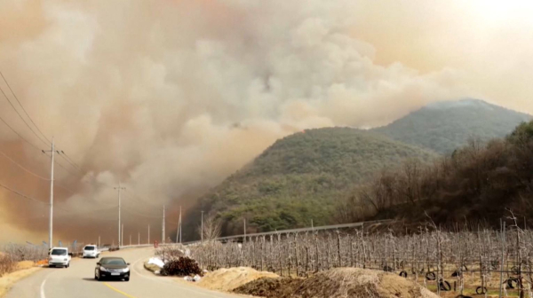 26 человек стали жертвами лесных пожаров в Южной Корее