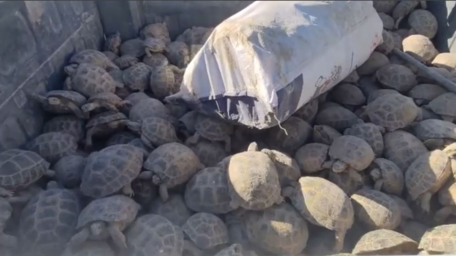 Отырарда тасбақалар қауіпсіз жерге көшіріліп жатыр