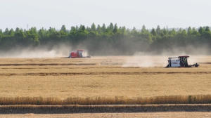 Мировое производство зерна достигнет рекордных значений в 2023 году