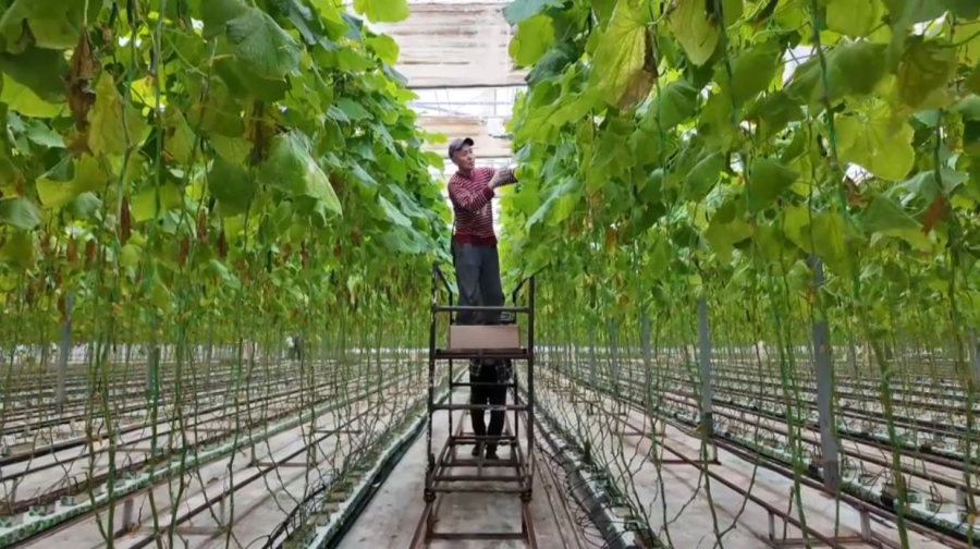 Аграрии Кызылординской области переходят от сырья к переработке