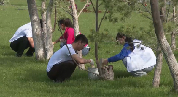«Таза Қазақстан»: Түркістан облысында 150 мың түп ағаш отырғызылды