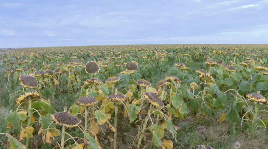 Абай облысының шаруалары 100 мың тонна дәнді-дақыл жинаған