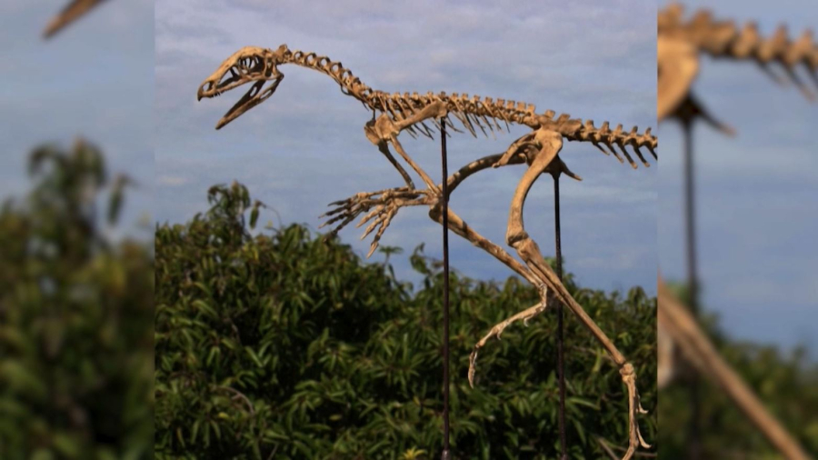 АҚШ-та ежелгі птерозаврдың сүйегі табылды