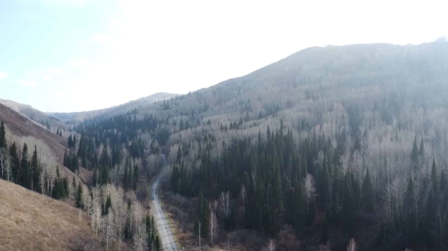 ЖИ қауіпсіздікті бақылайды