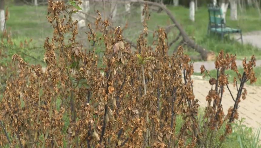 Зелёные насаждения массово засыхают в Шымкенте