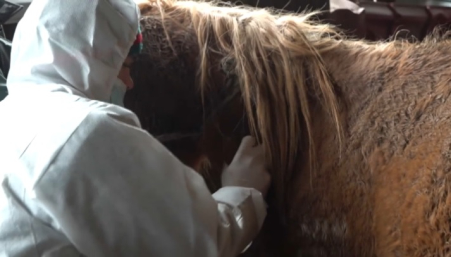 Ветеринары приписали 10 тысяч привитых животных в СКО