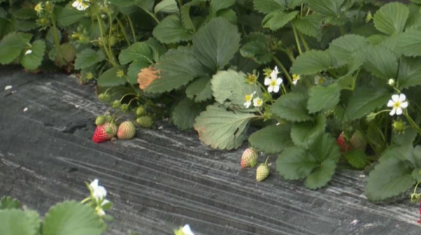 Японские фермеры потеряли урожай клубники из-за аномальных снегопадов