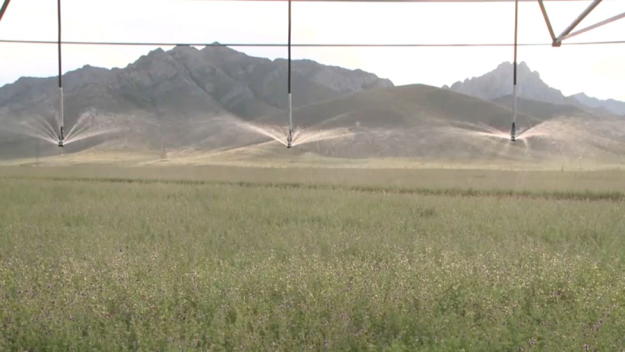 Түркістан облысында 114 мың гектарға су үнемдеу технологиясы енгізілді