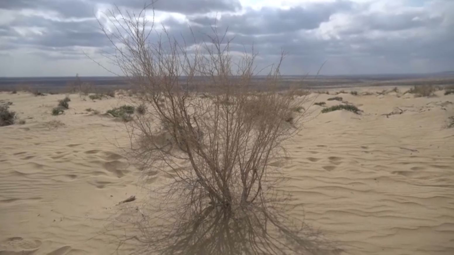 Өзбекстанда экологиялық «Арал мектебі» ашылады