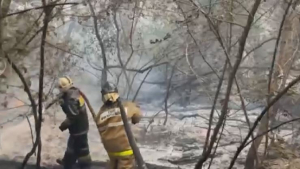 30 тыс. га леса сгорело в «Семей орманы»