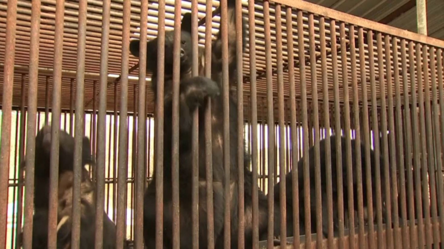 Корея аюдың өтін өндіруге тыйым салды