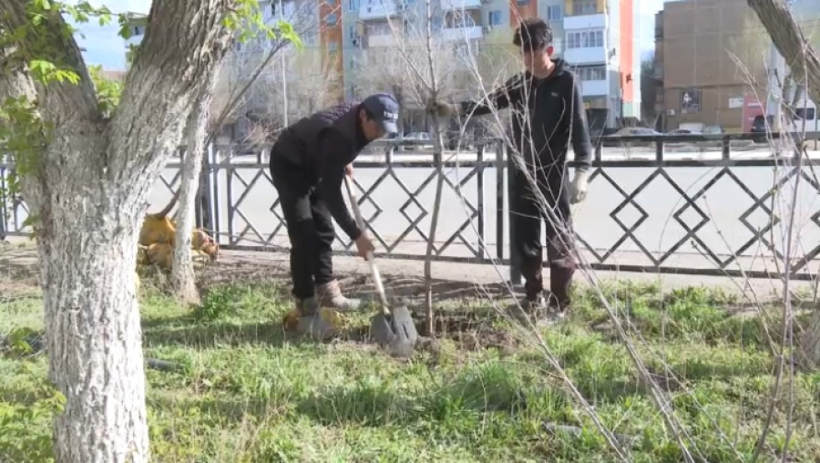 В Улытау высадят 30 тысяч деревьев