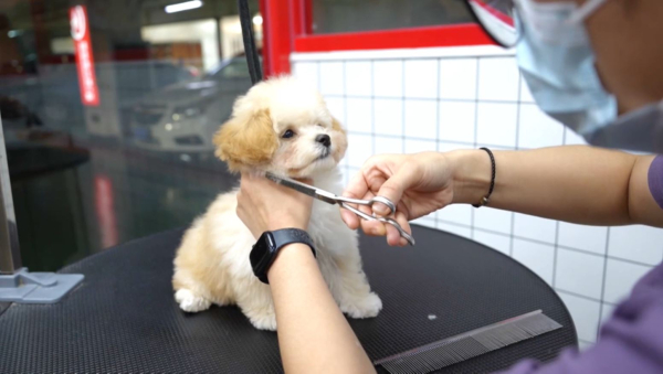 Қытайда баладан гөрі ит көбейіп барады