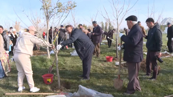 Түркістанда бес мың көшет егілді