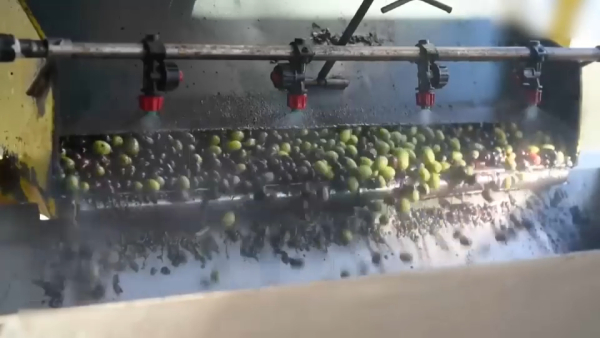 Оливковое масло подорожало на 50% в ЕС