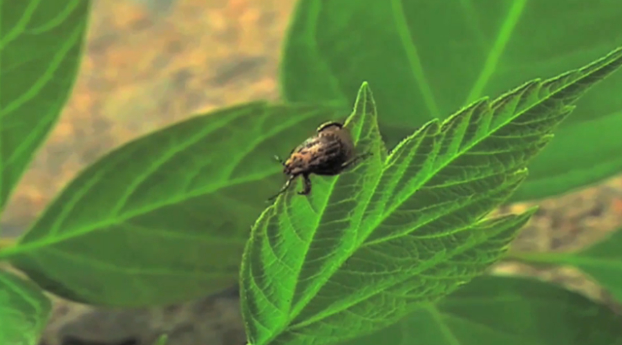 ШҚО-да кене энцефалитіне қарсы екпе таусылды